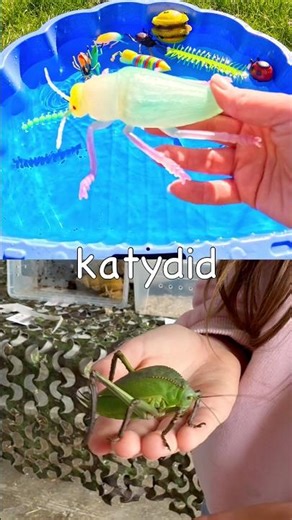 Kids Learn with Toys | Bug Insect Names: Millipede Katydid Rhino Beetle Caterpillar Dragonfly