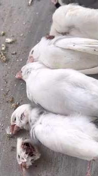 All Birds died due eagle attack 🦅 😭💔എല്ലാം പോയി ഗുയ്സ് 💔😭💔😭| #birds #birdattack #shorts