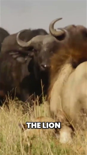 EPIC Showdown: Buffalo Herd attacks Lion!