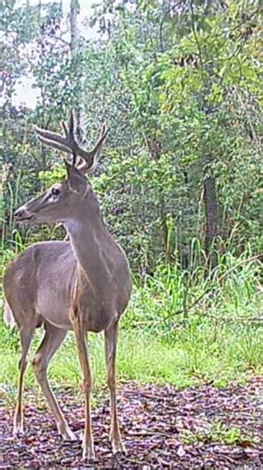 Deer Cam 300