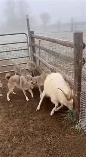 Coyotes Attack the Goat Pen: Watch as a Powerful Alabai Smashes Through to Save the Herd! 🛡️🐐 In the dead of night, a pack of hungry coyotes targets a vulnerable goat pen. Using their speed and pack tactics, they attempt to breach the enclosure, leaving the goats trapped and terrified. It looks like an easy kill for the predators—until the Alabai (Central Asian Shepherd) hears the commotion. Witness the raw power of a true guardian. The Alabai doesn't just run to the pen; it breaks through eve