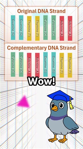 The Base Complementary Rule #shorts