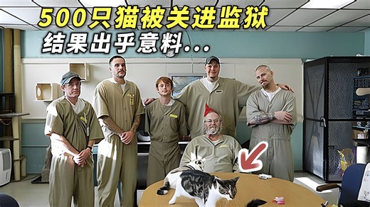 将500只流浪猫关进监狱，每个犯人领养一只，结果会怎样？