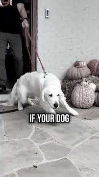 Top 4 Mistakes Making Your Dog Leash Reactive!