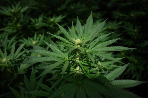 Cannabis legalization debate shifts as federal reclassification looms