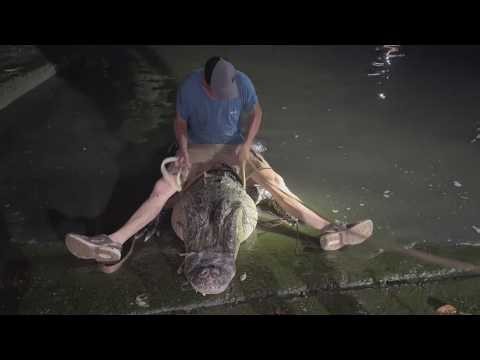 Check out the size of this gator wrangled in Nassau Bay