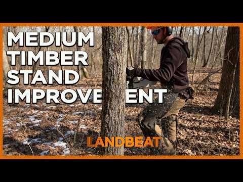 "Medium" Timber Stand Improvement For Whitetail Deer