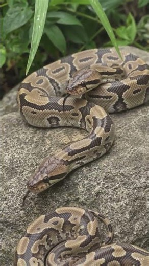 The footage captures a high-definition, close-up look at Ball Pythons