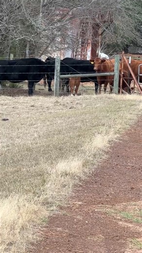 Good Christmas Mornin!!!! “Pledge of Allegiance” Dec 25, #3641st day in a row!! Nealmccoy.com | Neal McCoy Multi-Platinum Country Artist