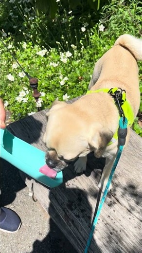 Pete the Puggle's High Line Adventure