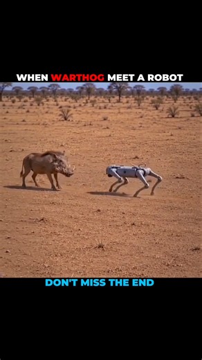 When Animals Meet Robot #shorts #shortvideo #animal #animalshorts #animalplanet #animalvideo #wild