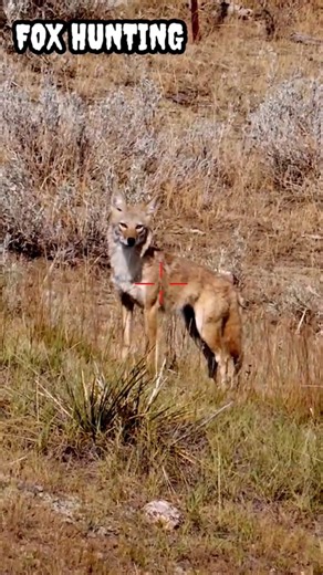 HUNTING || WOLF | coyotes #shorts #part#169