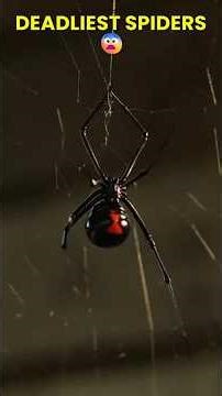 Top 5 Deadliest Spiders That Can Kill You 😳 #spider
