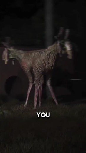 The Strongest Armored Mammal You Never Heard Before😱#shorts#AnimalFact#WildLife