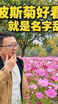 波斯菊真好看，就是名字有点乱