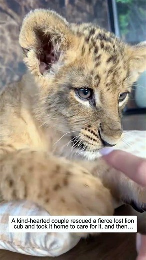 A kind-hearted couple rescued a fierce lost lion cub and took it home to care for it, and then…