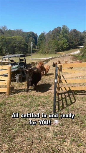 New pasture, new adventures! 🐮🤎 Our Highland cows have officially made the move to their new pasture, and we’re so excited for what’s to come! We’ve been working hard behind the scenes to create an experience where you can get up close and personal with these sweet, fluffy faces! 🥹 Our new Highland Cow Experience is coming together, and we can’t wait to share it with all of you! Of course, you’ll get a little sneak peek at Fall Fest on October 24th! 🍂🤎 Who’s ready to meet the Highland crew?