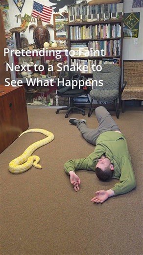 We fainted next to a 7ft Burmese Python- What will Happen?! #snake #burmesepython #python #reptiles