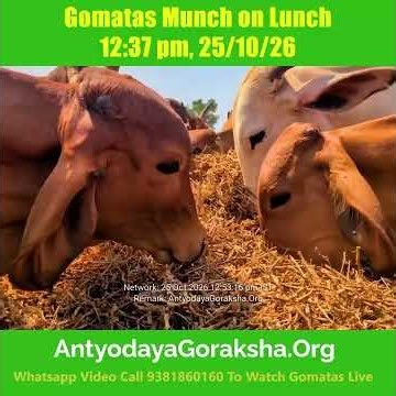 [25 Oct 2026] Cows' Bhojan