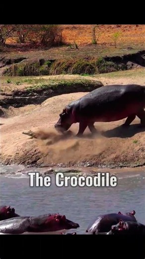 ​When a Hippo Decides to Chase a Croc 🦛💥 #shorts #wildlife #animals #nature #predator #apexpredator