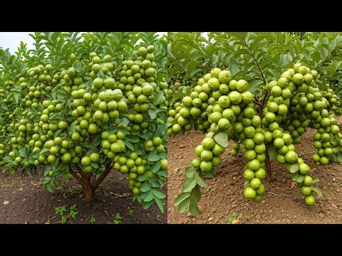 🔴 LIVE 🌱 Grow Guava Tree Faster from Cuttings | Easy & Proven Way #livestream #live