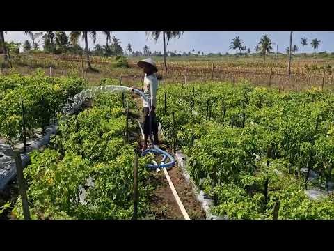 ADVANCED FARM TOOL MAKES CHILI WATERING EFFORTLESS! NEXT LEVEL FARMING! - agricultural