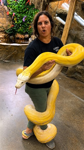 Meet a stunning and massive reticulated python
