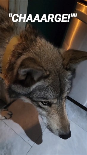Don’t Touch That Door! 🤫🐺 #PetWolf #HoneytheWolf #wolf #wolfdog