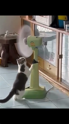 Funny Curious Cats #cat #funny #pets #cats #fluffy