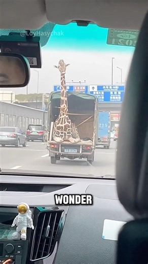 The Shocking Reason Giraffes Must Travel Standing Up #animals #giraffe #shorts