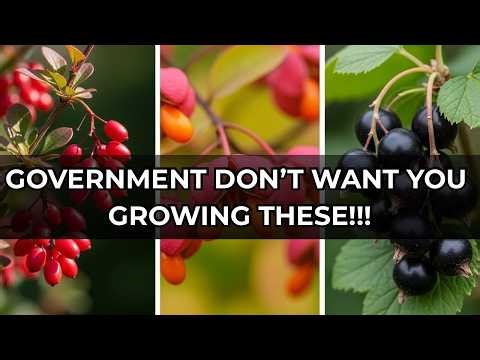7 ILLEGAL FRUITS YOU MUST NOT GROW IN AMERICAN GARDENS!!!