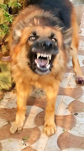 Agressive dog barking video #shorts #dogvideos #germanshepherd