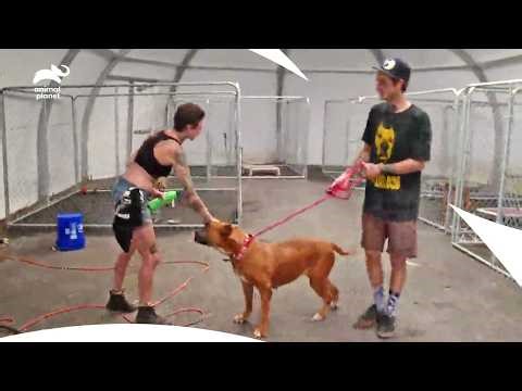 Loving Couple Hopes To Give a Rescue Dog New Life| Pit Bulls & Parolees S7b E14,15,16| Animal Planet