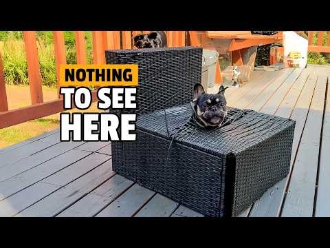 Animals Being Jerks! 💥 | Funniest Animal Videos Ever