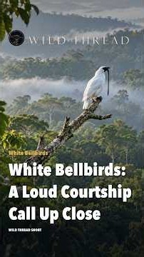 White Bellbirds: A Loud Courtship Call Up Close