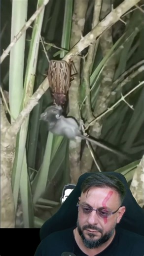 Beetle catches a mouse, unique footage! #biologohenrique #animals #smartanimal #biologist