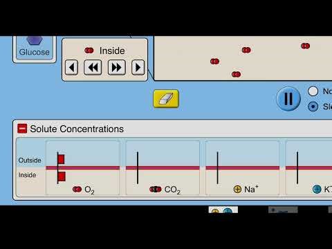 Simple Diffusion #science #biology #school #simulation 