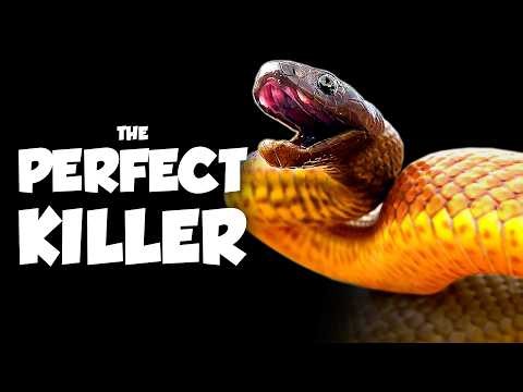 This Snake has the World's Deadliest Bite