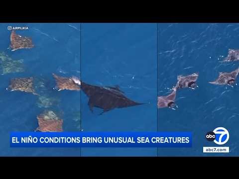 El Niño conditions bringing unusual sea creatures to SoCal coast