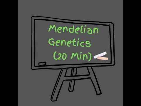 Mendelian Genetics (20 Min)