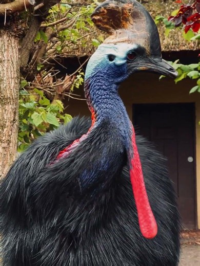 The world's most dangerous bird? 🦖😳