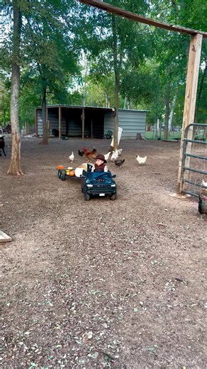 My Little Pumpkin in His Happy Place: Fall Farm Life 🎃🐓🐐
