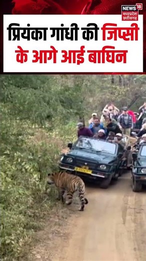 Priyanka Gandhi Ranthambore Tiger Reserve: प्रियंका गांधी की जिप्सी के आगे आई बाघिन | N18S | #shorts