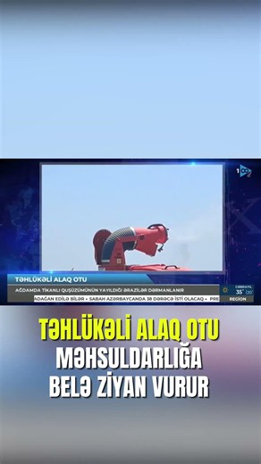 Təhlükəli ALAQ OTU məhsuldarlığa belə ziyan vurur