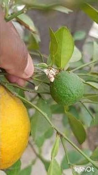 Mealybug tretment in plant with 100% result #gardening #bestdragonfruit #viralvideo