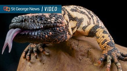 Southern Utah Gila monsters face genetic challenges in the species’ northern range