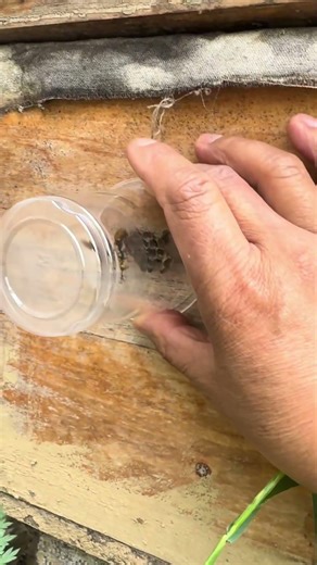 How to use a wasp trap in a honey bee hive #gianthornets #wildliferescue #hornetnestremoval