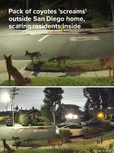 A pack of coyotes
