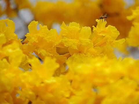 Guided meditation for Lesson 100 - A Course in Miracles (ACIM) Workbook