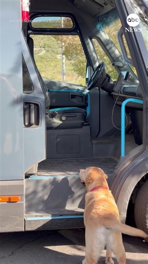 Bear, a dog from California, went viral after doing a very good job helping delivery drivers carry packages to the door.